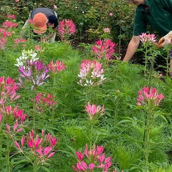 Nancy Dyson and Pam Walton , gardeners at Levens Hall and Gardens, pictured working in the bee borders.