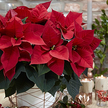 Poinsettia Blissful Red.jpg