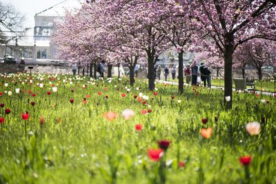 Cherry blossom at Kew Gardens in springtime.