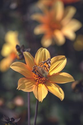 Dahlia 'Kelsey Annie Joy'