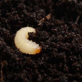 Vine_Weevil_1_3.jpg