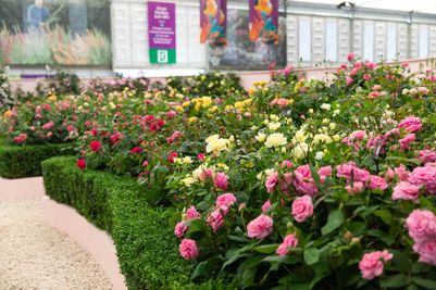 David Austin Roses - RHS Chelsea Flower Show 2024