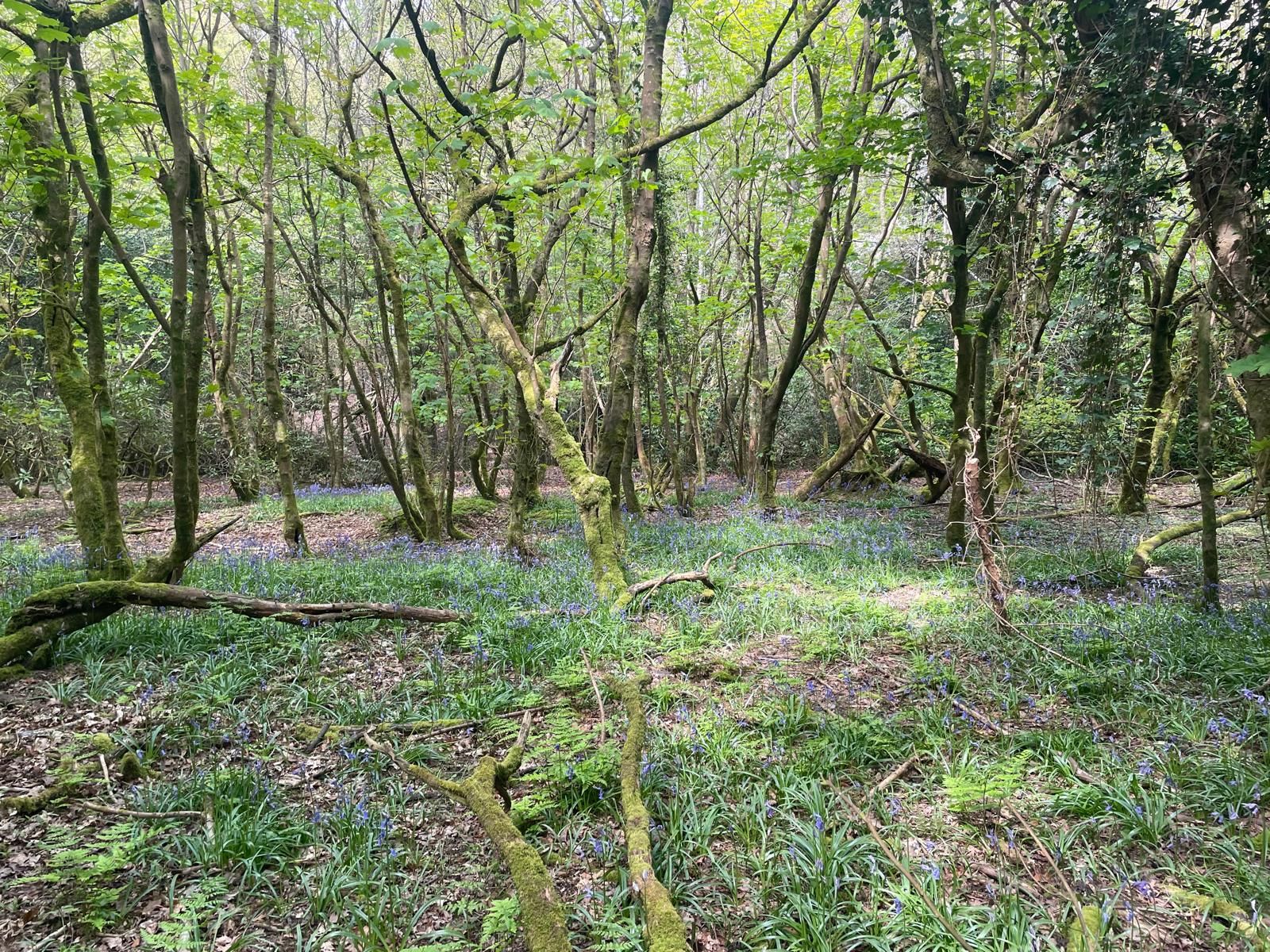 Woodlands