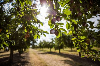 California Prune Orchards