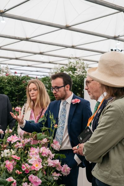 David Austin Roses receive 29th Gold for ‘The King’s Rose’ Showcase at RHS Chelsea Flower Show 2025