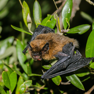 Common Pipistrelle