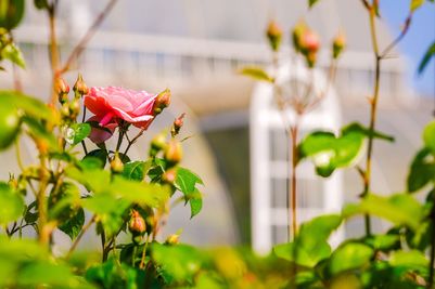 2023.06_Rose_Garden_Kew_Sebastian_Kettley_5.jpg
