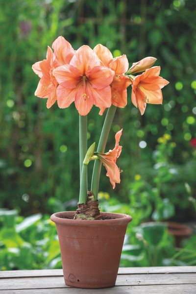 Amaryllis Rilona.jpg