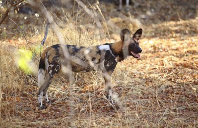 P_Asilia Lodges & Camps_Tanzania_Ruaha National Park 01_Jabali Ridge_Wildlife_Wild dog.jpg