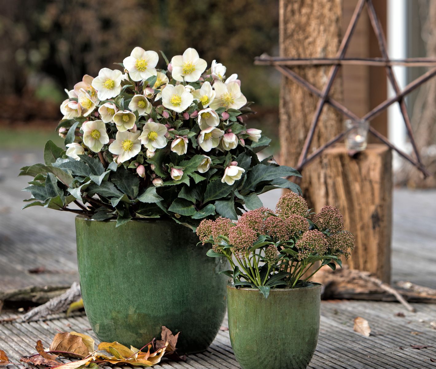 Hellebores shooting star
