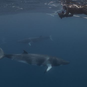 dwarf minke whales 1 credit_ Tourism and Events Queensland.jpg