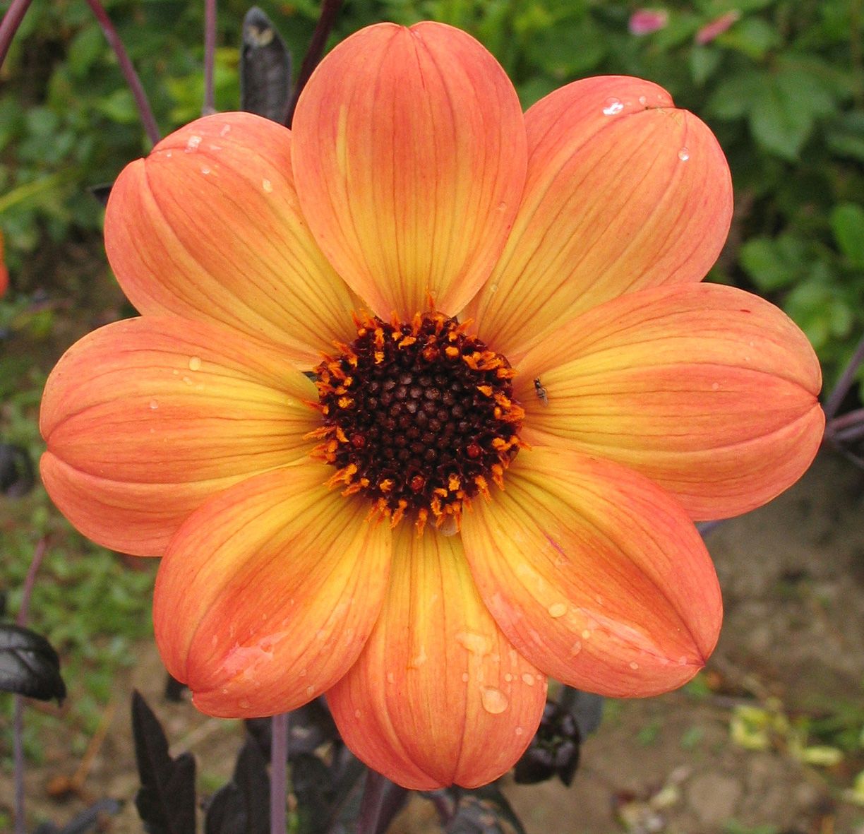 Damhaze Dahlia-Mystic Haze
