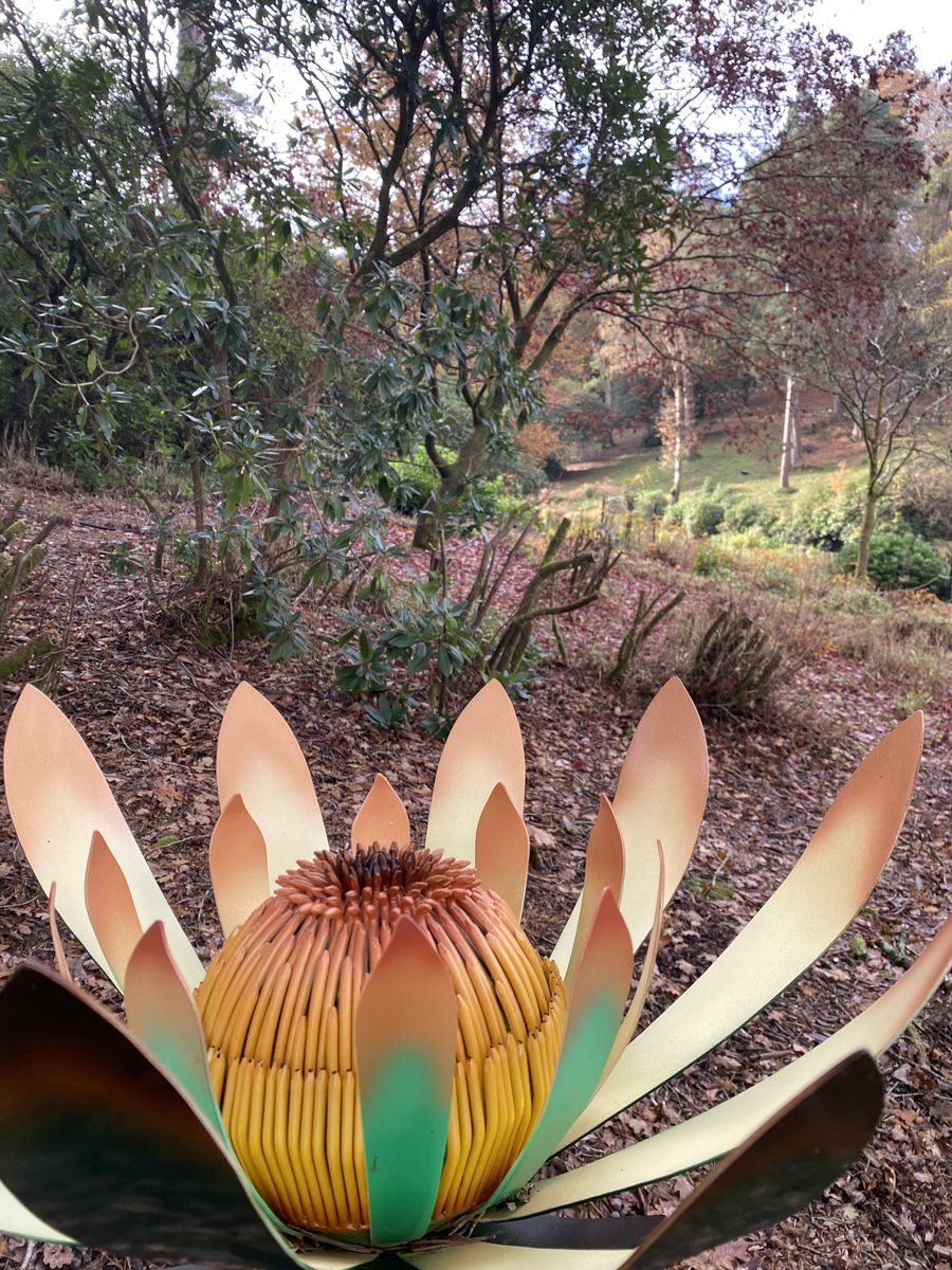 Nicholas Baker - Large Yellow Protea .jpeg