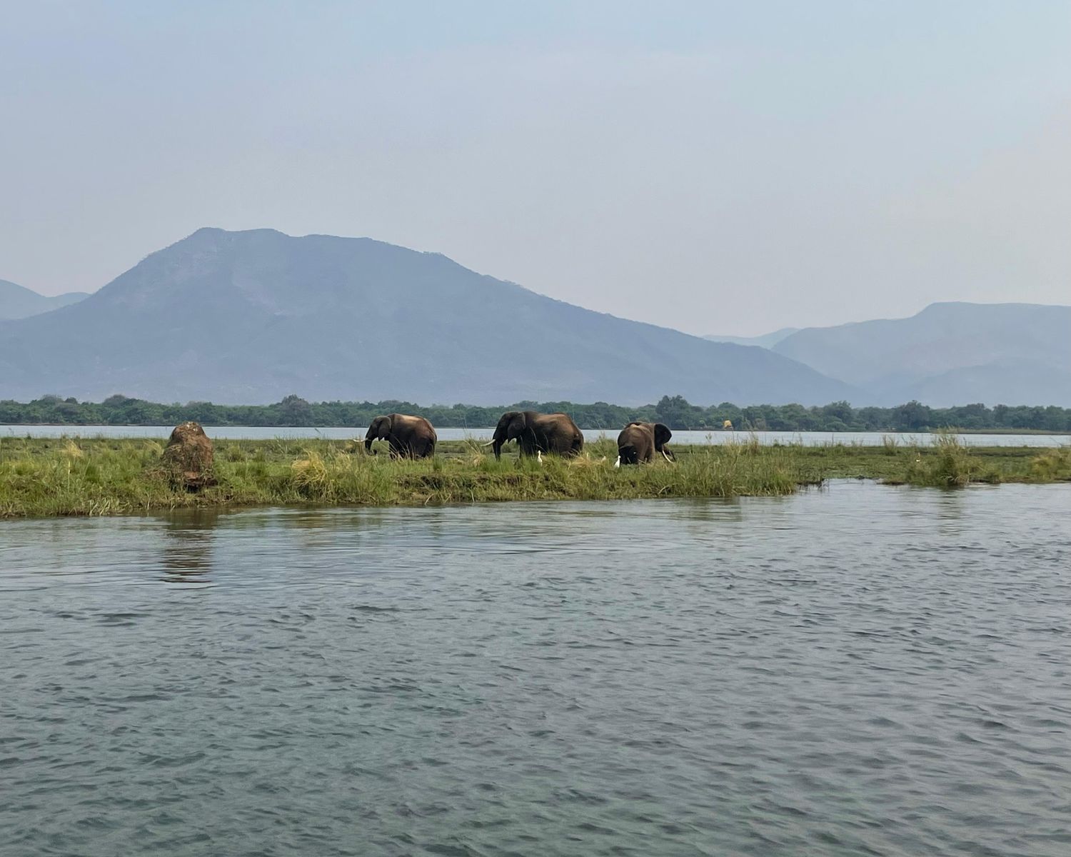 Zambia elephants UGC
