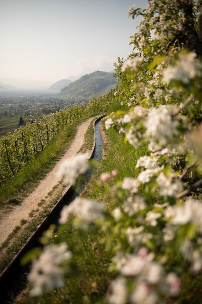 Spring (2).jpg