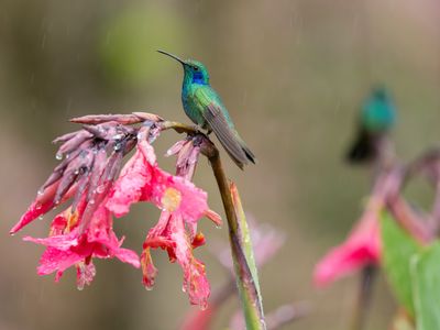 Violetear_Costa Rica_AdobeStock_1314457714.jpeg