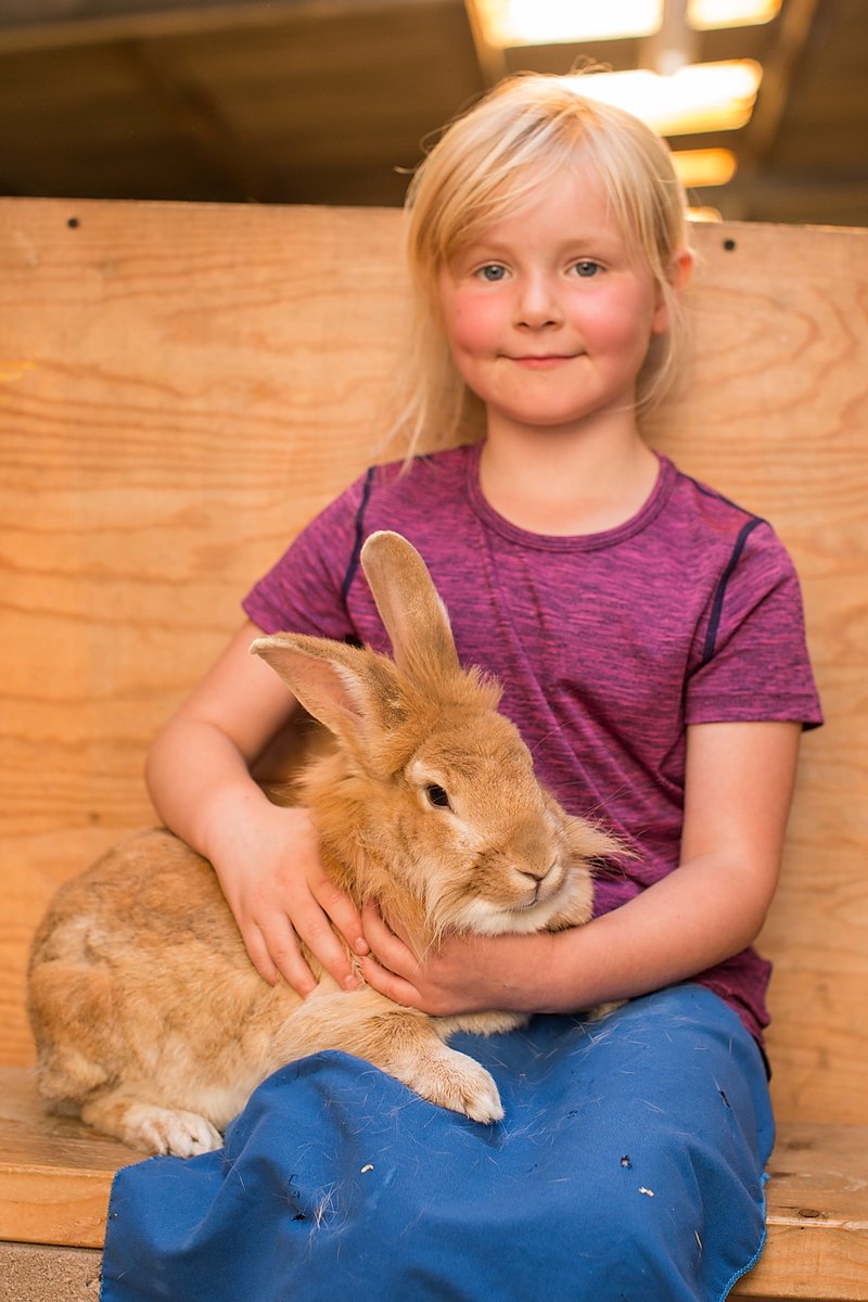 Child cutting a rabbit at the Lakeland Maze Farm Park in Sedgwick near Kendal