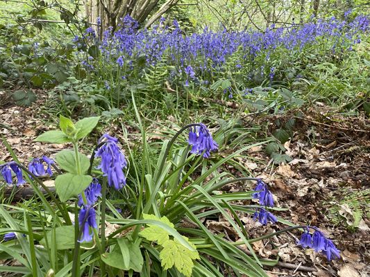 Bluebell Photography
