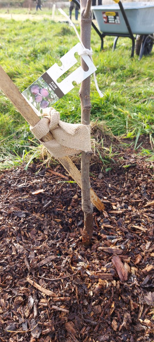 Crowborough Community Orchard 1.jpg