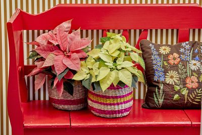 2022_poinsettia_05000_Mid_Century_Cheer_03.jpg