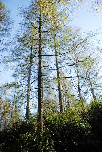 Woodlands.co.uk                                                                                                      