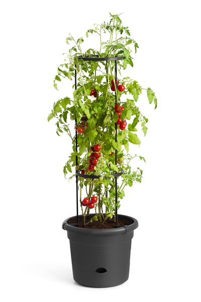 green basics tomato pot