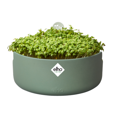 magic microgreens leaf green