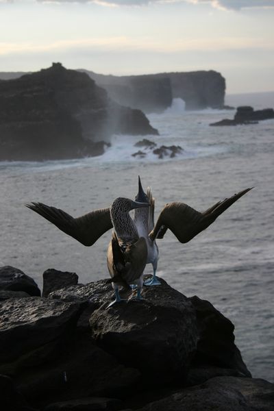 Galapagos - Locations, Flora & Fauna (17).jpg