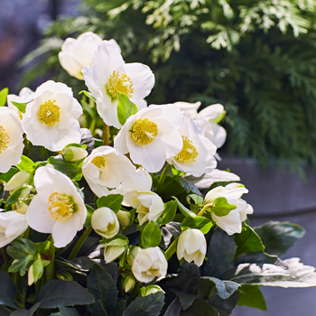 Hellebore Winter Gold