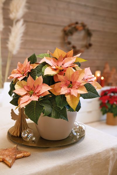2020_poinsettia_02000_Natural_Christmas_Warmth_08.jpg