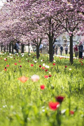 Cherry blossom at Kew Gardens in springtime.