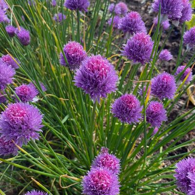 Chives