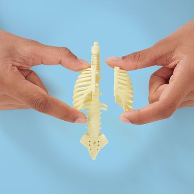 Build a Body