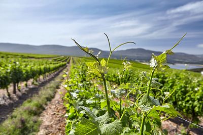 benguela-cove-vineyard-5 (1).jpg