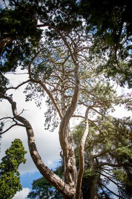 Ancient Tree