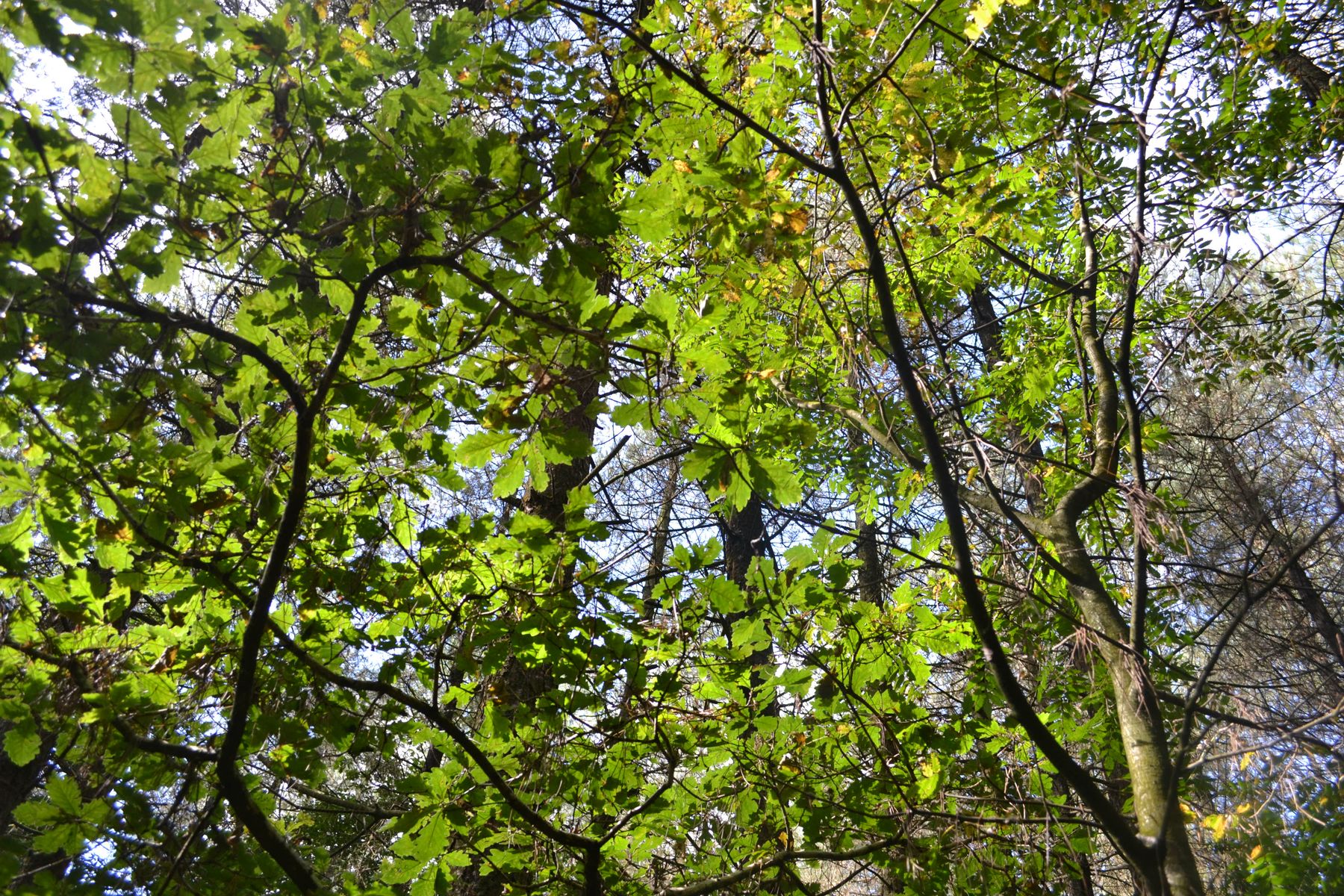 Woodlands.co.uk                                                                                                      