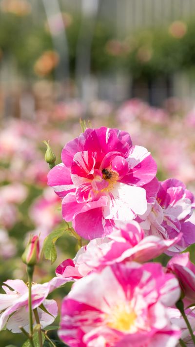 The King's Rose