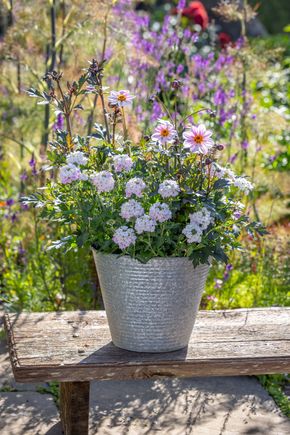 Butterfly Pink Pot Collection
