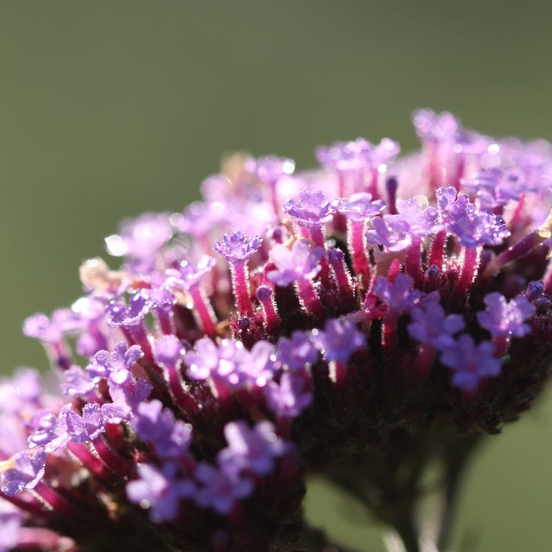 Verbena bonariensis