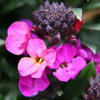 Erysium 'Colour Vibe' Purple.png