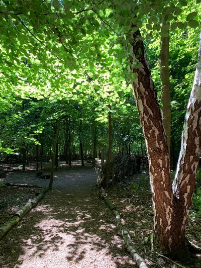 Little Nas Woods 2.jpg