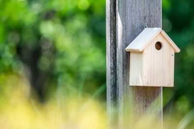 Build-Your-Own Nils 35mm Nest Box