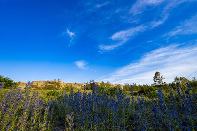 Viper’s Bugloss - Gotland SS_2037831251.jpg