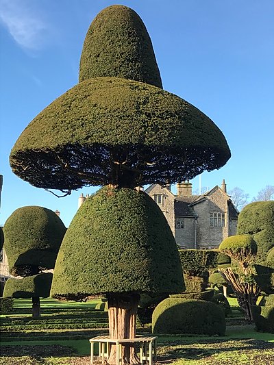 Topiary at Levens Hall, Cumbria, UK