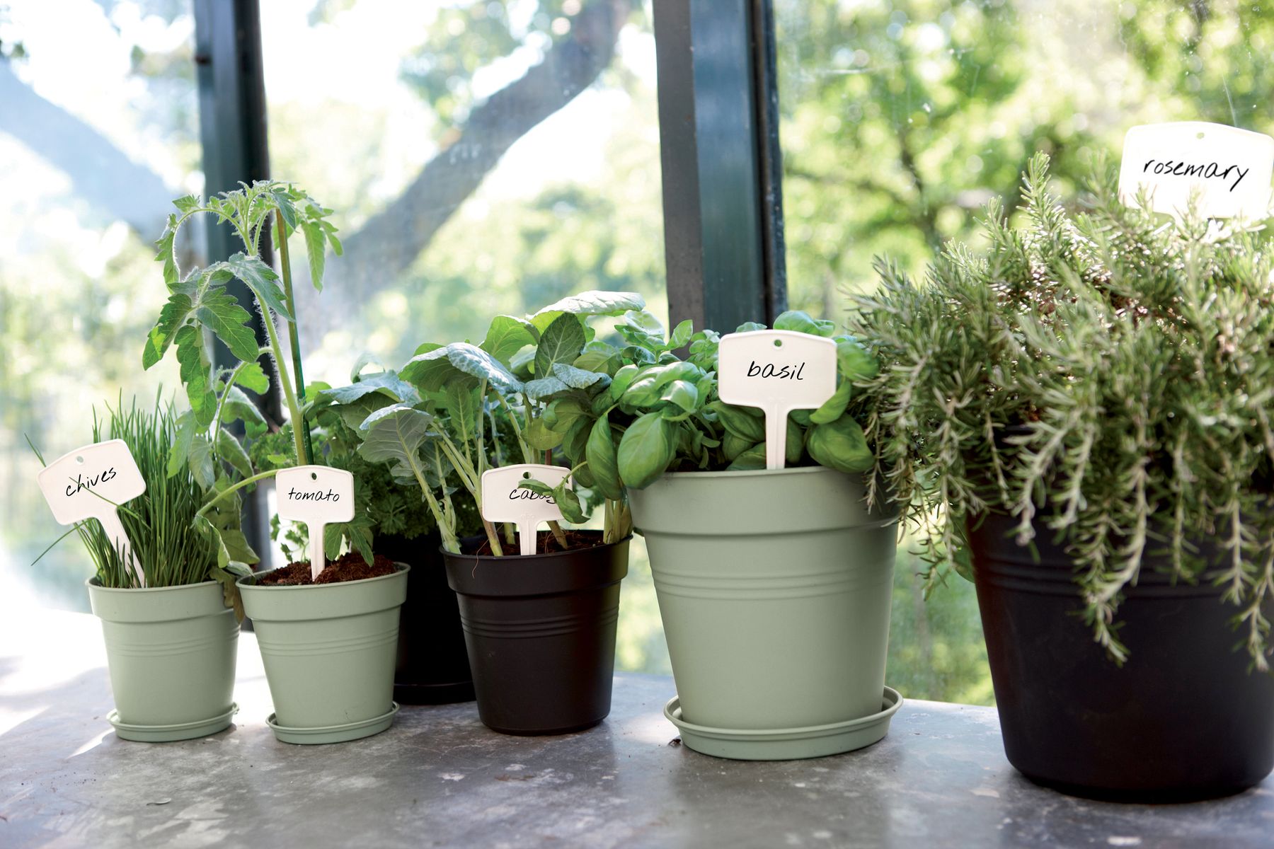 green basics grow pot range