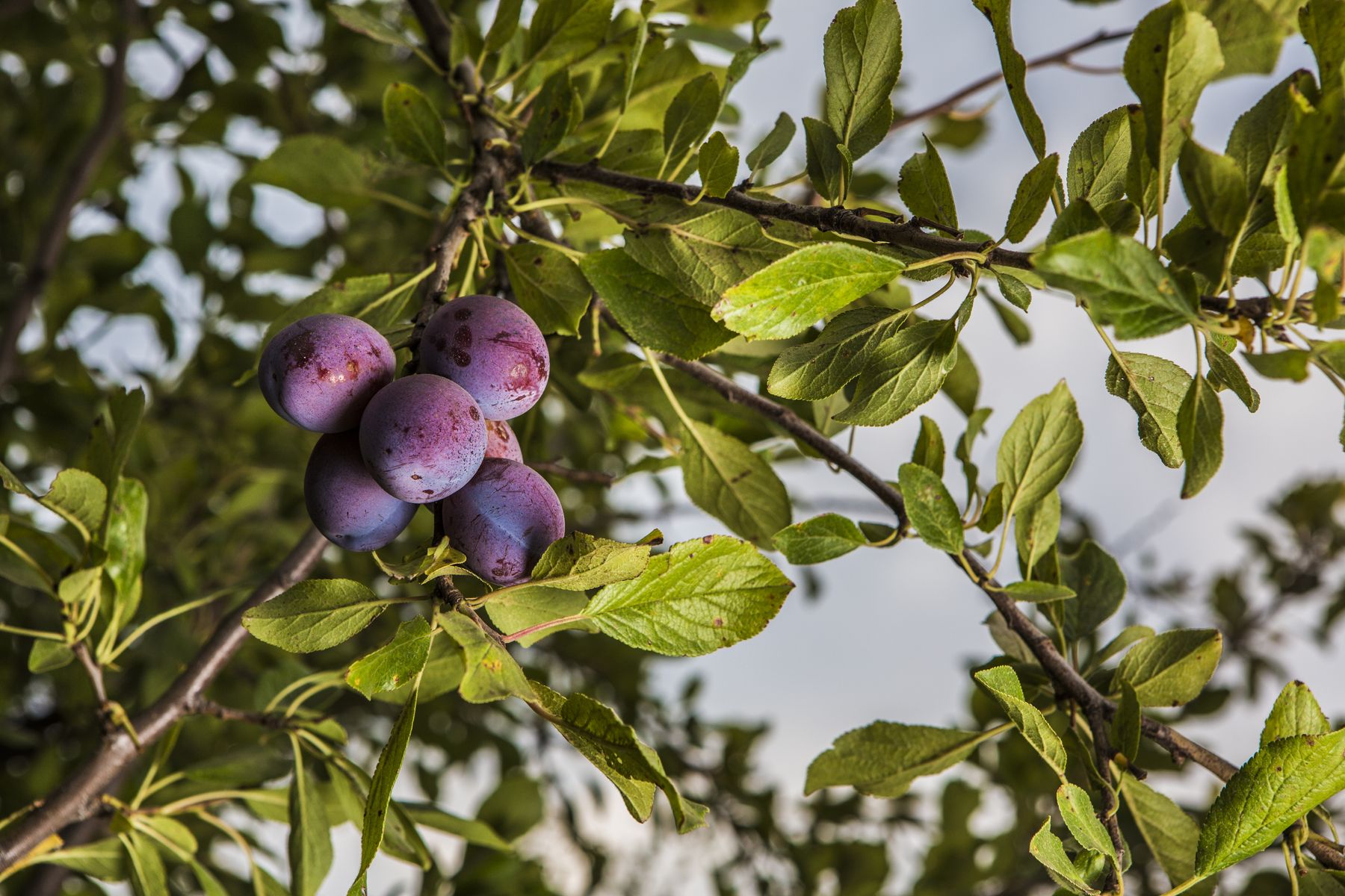 California Prune Board reinforces its commitment to sustainability 