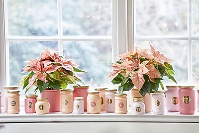 2022_poinsettia_04000_Christmas_Fairy_Tale_25.jpg