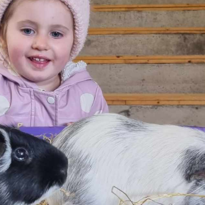 Child with animals at the Lakeland Maze Farm Park near Kendal, the Lake District, Cumbria.