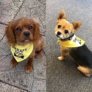 Lucy and Pepper are two of Moulton College's therapy dogs.jpg