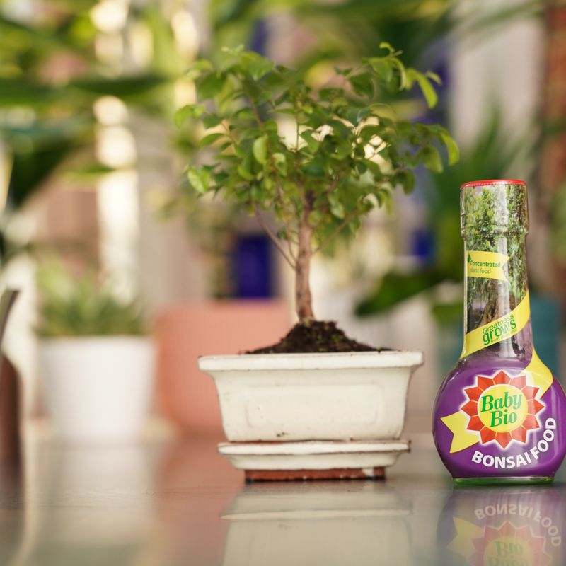 Baby Bio® Bonsai Food
